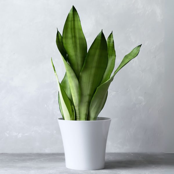 full Sansevieria Moonshine