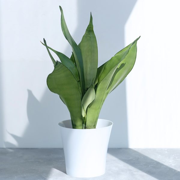 Sansevieria Moonshine with shadows