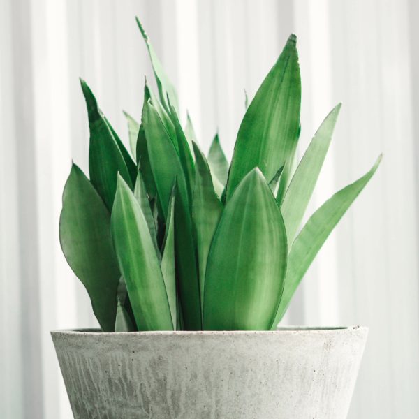Sansevieria Moonshine up close