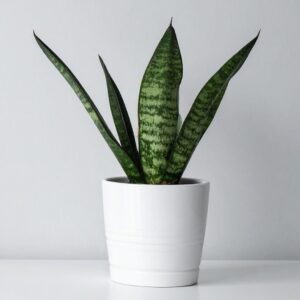 Sansevieria Zeylanica