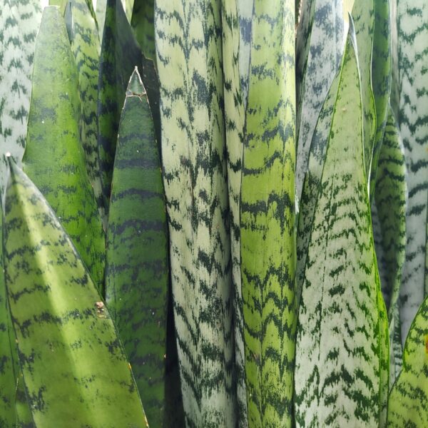 Sansevieria Zeylanica foliage