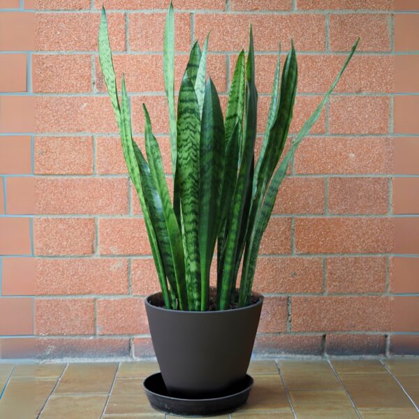 Sansevieria Zeylanica in a black pot