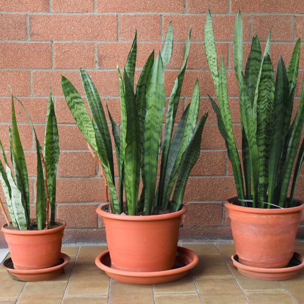 Sansevieria Zeylanica varying sizes