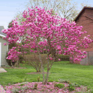 Jane Magnolia