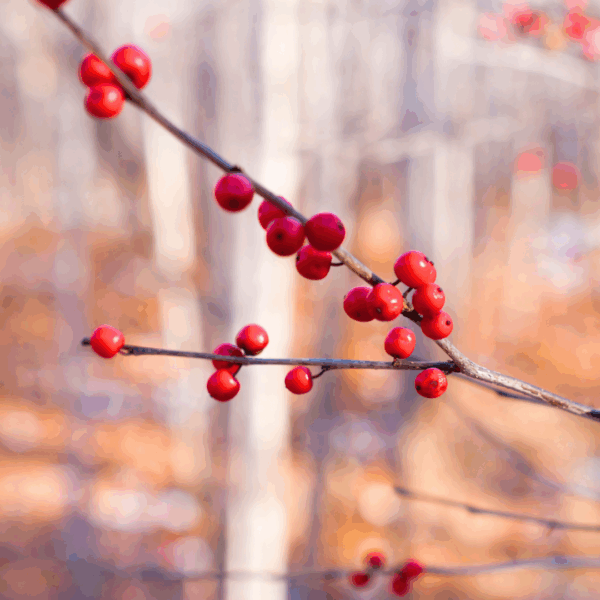 Winter Red Winterberry Holly - Image 2