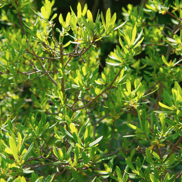 Northern Bayberry - Image 2