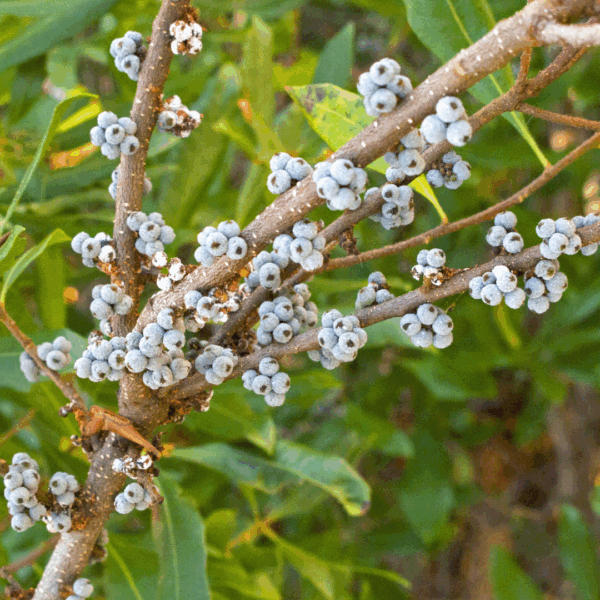 Northern Bayberry - Image 3