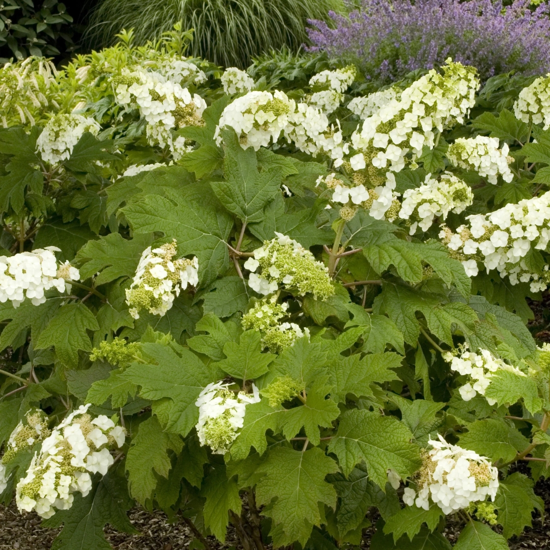 Snow Queen Oakleaf Hydrangea