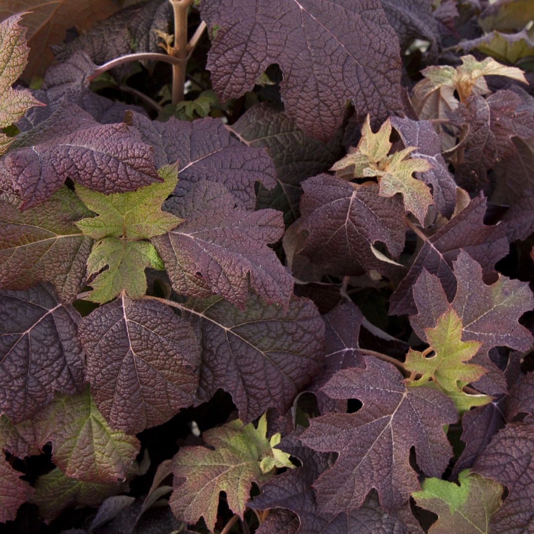 Snow Queen Oakleaf Hydrangea fall leaves