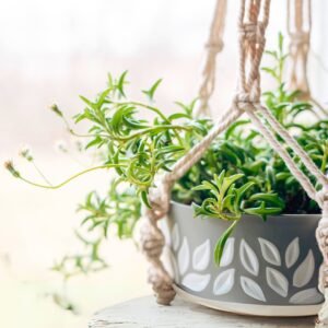 String Of Dolphins