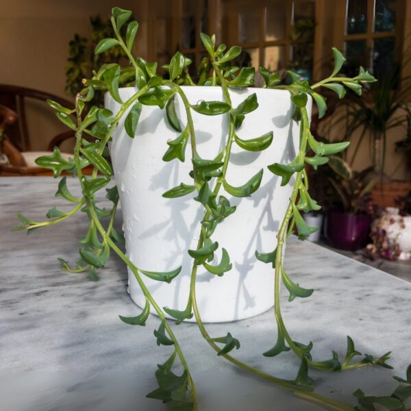 String Of Dolphins in a white pot