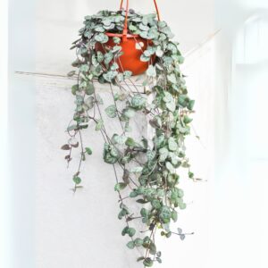 String Of Hearts