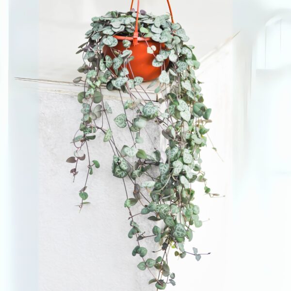 String Of Hearts in a hanging basket