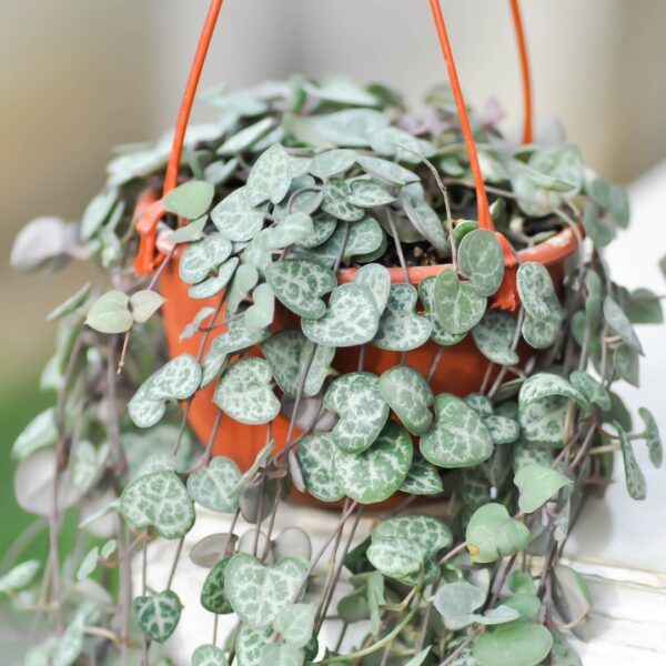 String Of Hearts close up in a hanging basket