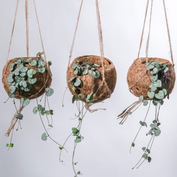 String Of Hearts in a coco coir basket