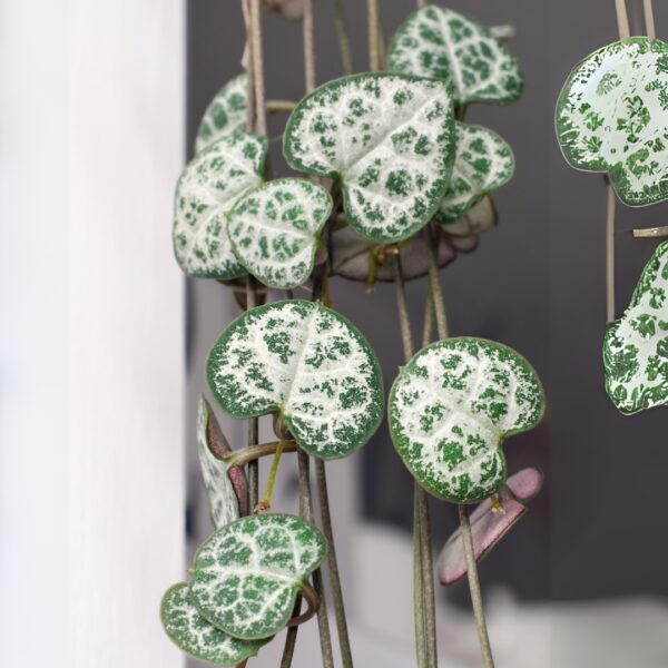 String Of Hearts foliage