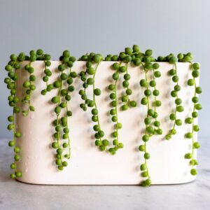 String Of Pearls