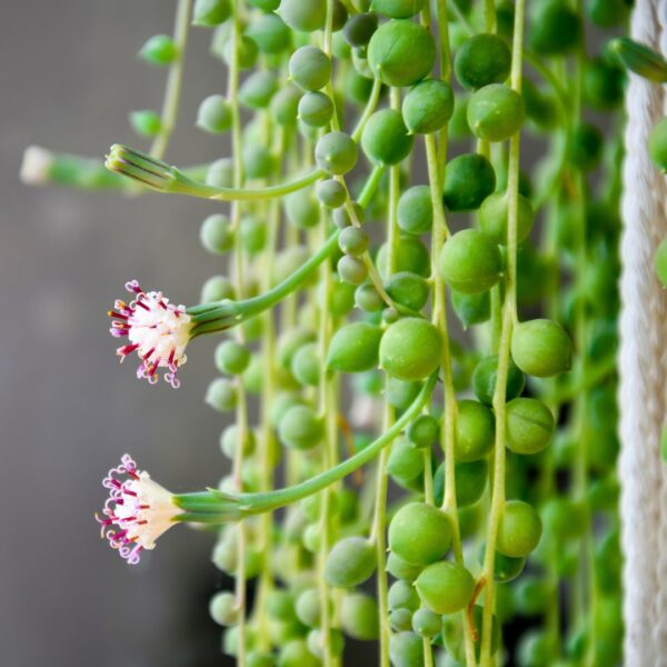 String Of Pearls blooms
