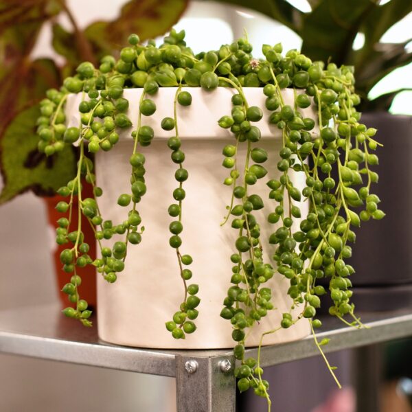 String Of Pearls in a hanging basket