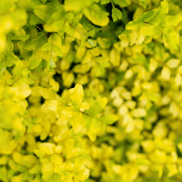 Sunshine Ligustrum - Image 2
