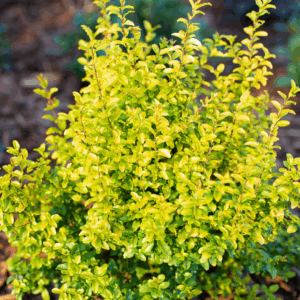 Sunshine Ligustrum