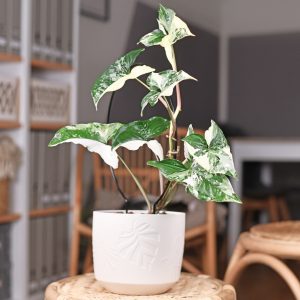 Syngonium Albo