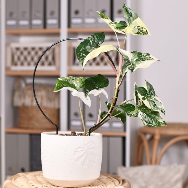 Syngonium Albo on a circle trellis