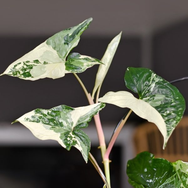 Syngonium Albo foliage