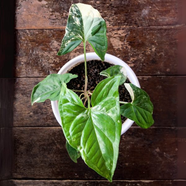 young Syngonium Albo
