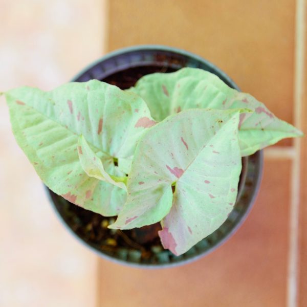 Syngonium Milk Confetti