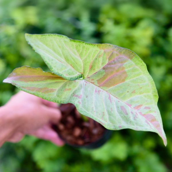 Syngonium Milk Confetti leaf