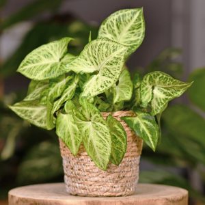 Syngonium White Butterfly
