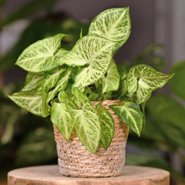 Syngonium White Butterfly in a basket