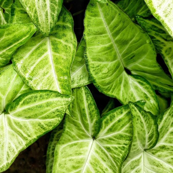 Syngonium White Butterfly foliage