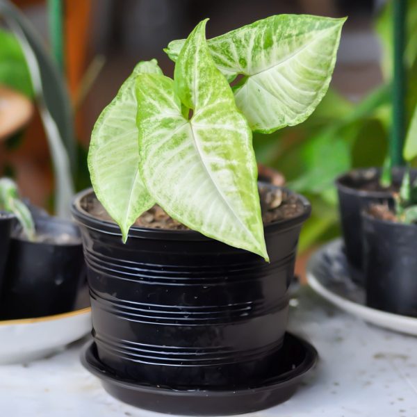 young Syngonium White Butterfly
