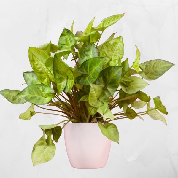 full Syngonium White Butterfly