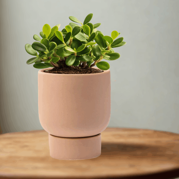 Tan Planter with Base Saucer