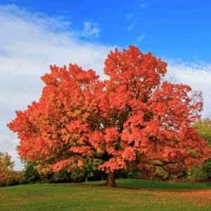 Green Mountain Sugar Maple