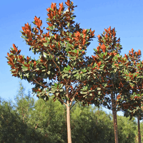 Magnolia 'DD Blanchard' - Image 3