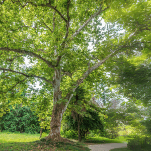 London Planetree