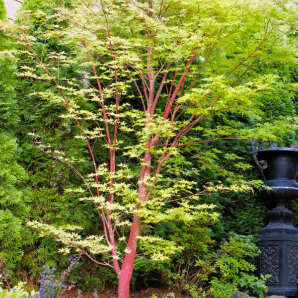 Coral Bark Japanese Maple - Image 2