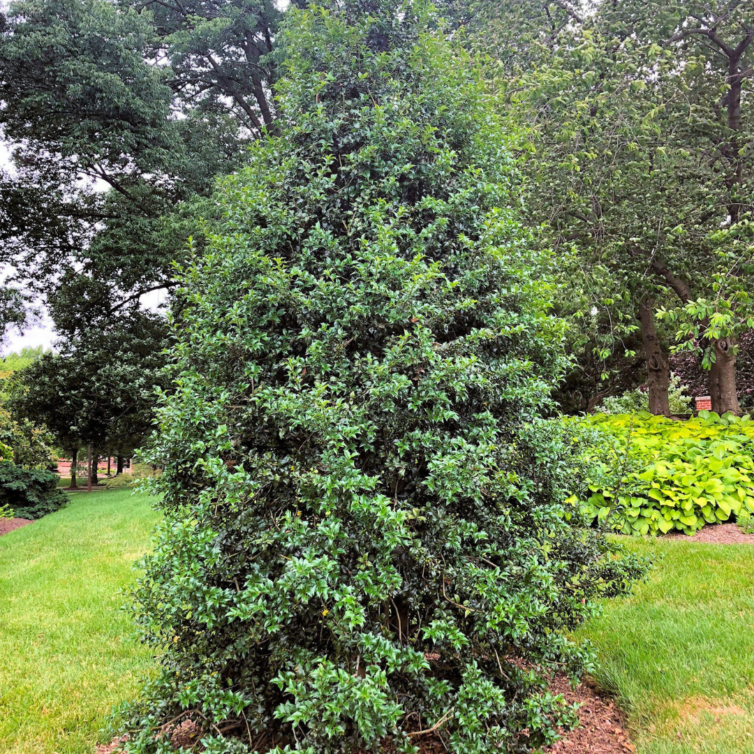 Dragon Lady Holly specimen