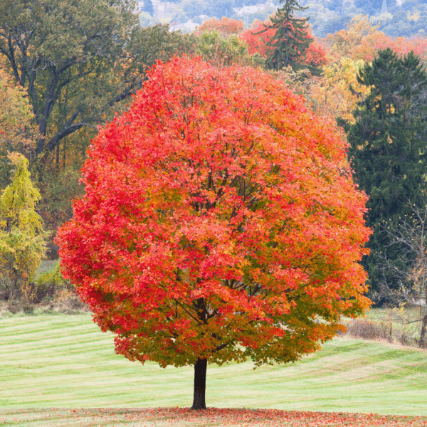 Green Mountain Sugar Maple