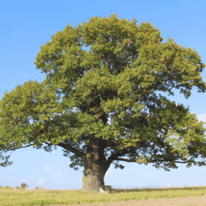 Swamp White Oak