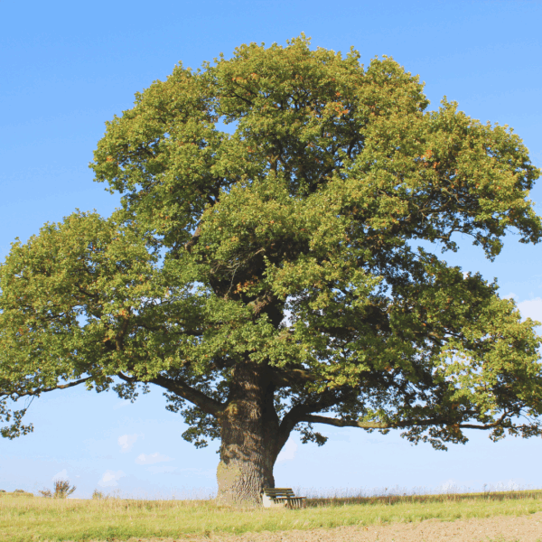 Swamp White Oak