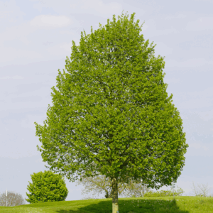 Linden 'Greenspire'