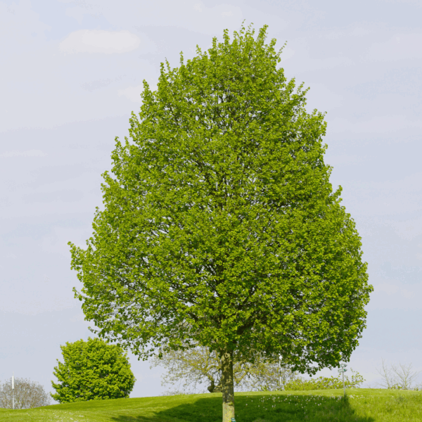 Linden 'Greenspire'