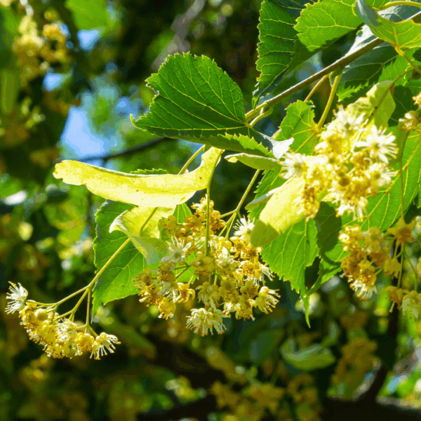 Linden 'Greenspire' - Image 2
