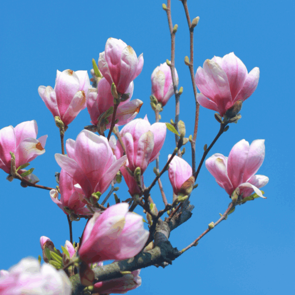 Jane Magnolia - Image 2