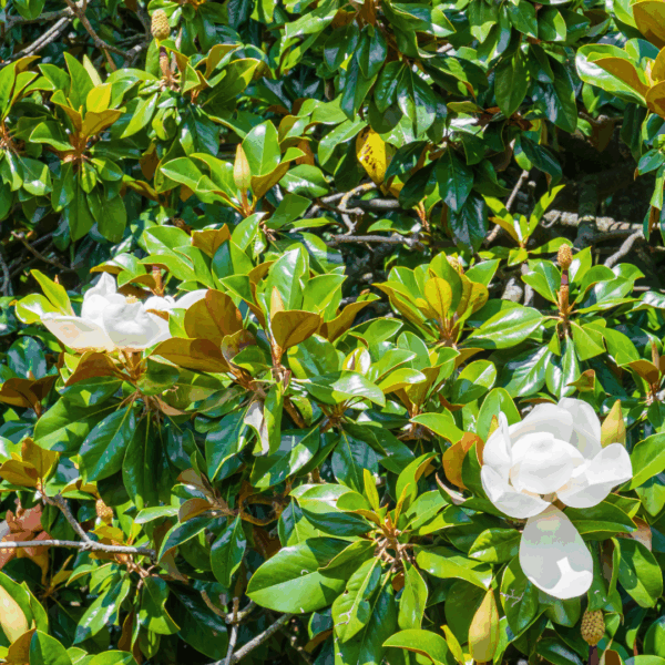 Magnolia 'DD Blanchard' - Image 2